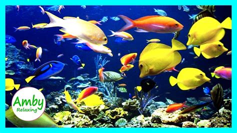 fish aquarium scene youtube