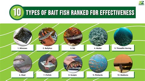 Fish Bait Examples