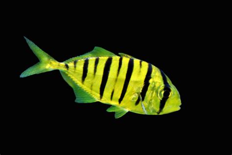 fish beginning with f