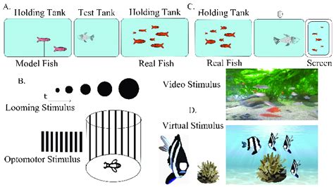 Fish Behavior Experiments