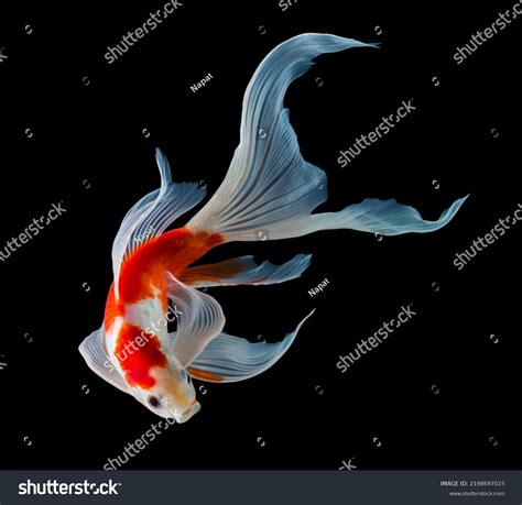 Fish Black Background