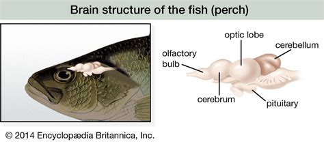 fish brain