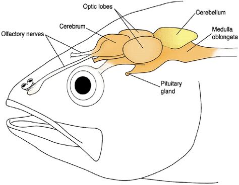 fish brain location