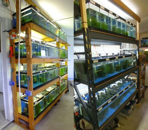Fish Breeding Rack Setup