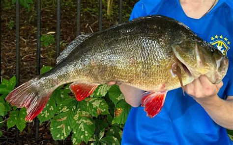 Fish Caught Under Thames Finally