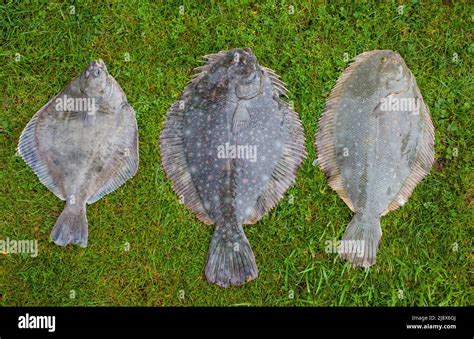 Fish Comparable To Flounder
