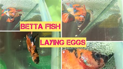 Fish Eggs Being Laid