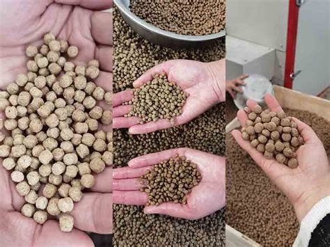 Fish Feed Definition