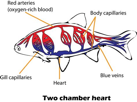 fish heart