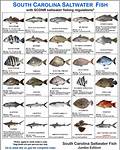fish identification