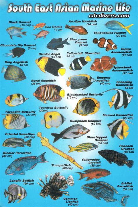 Fish Identification Scuba Diving