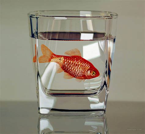 fish in a glass