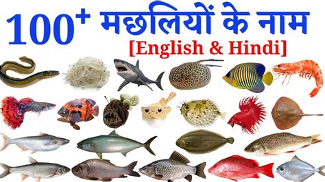 fish in hindi translation