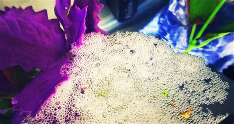 Fish Makes Bubbles In Tank