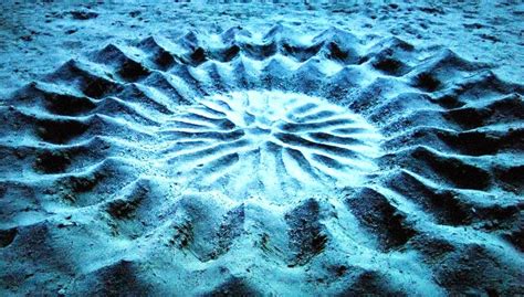 Fish Patterns In Sand