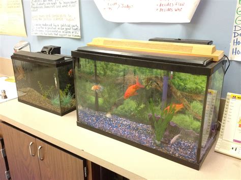 Fish Pet Classroom