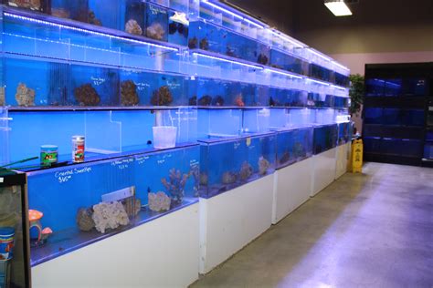 fish pet store