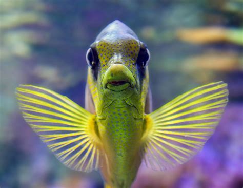 Picture of fish