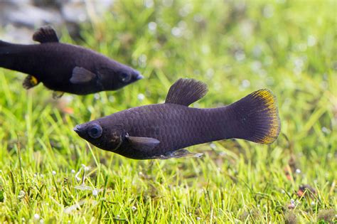 fish population in black molly in indonesia