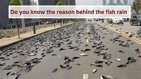 Fish Rain Facts