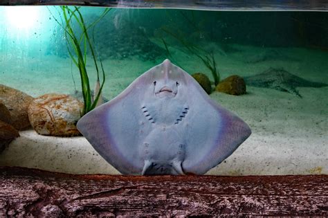 Mysteries of the Fish Sting Ray Unveiled