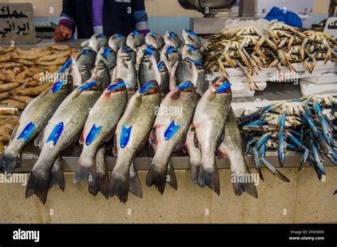 Fish Store In Kuwait