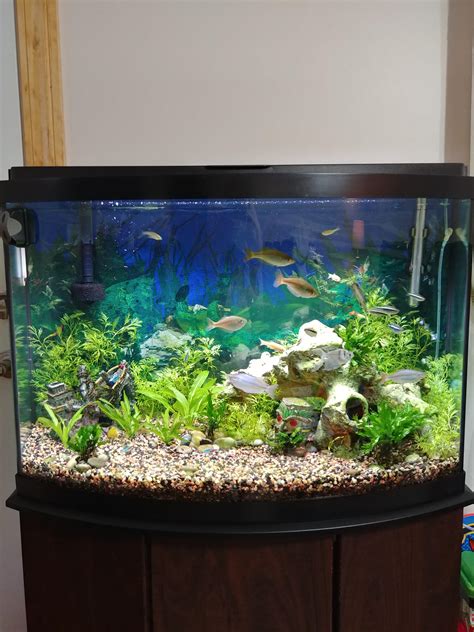 fish tank 36 gallon