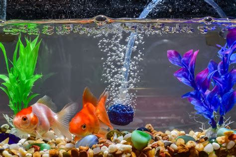 fish tank bubbles