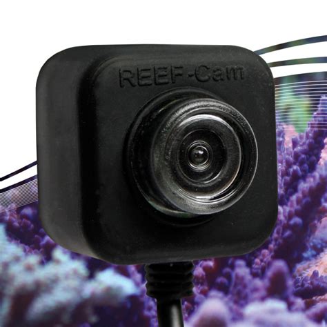 fish tank camera live