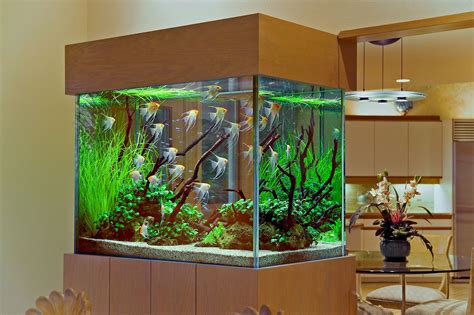 fish tank design ideas