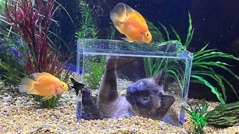 fish tank for cats