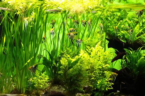 fish tank freshwater plants
