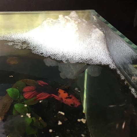 Fish Tank Has Bubbles