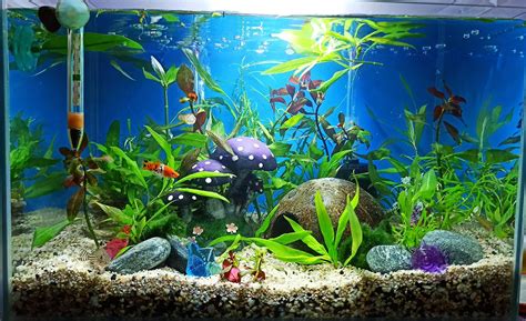 Fish Tank Ideas Small