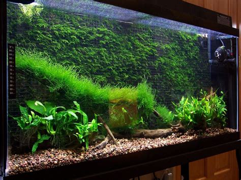 Fish Tank Java Moss Wall