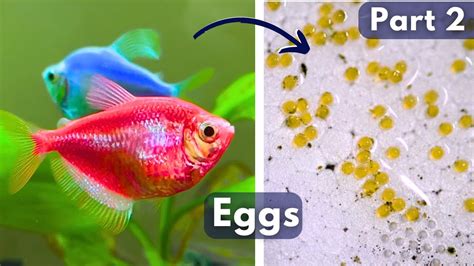 Fish Tank Lay Eggs