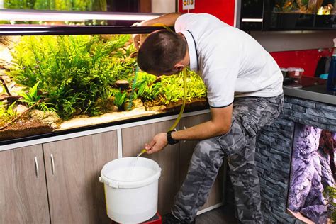 fish tank maintenance