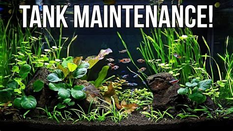 fish tank maintenance tips for planted tanks