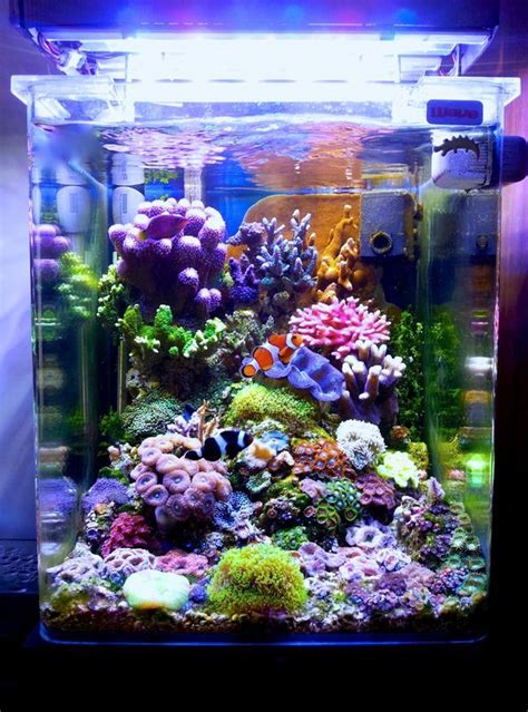 fish tank online live