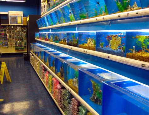 Expert advice at a fish tank store