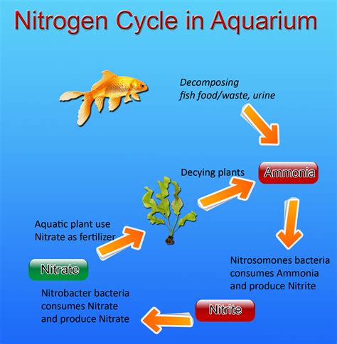 fish tank water cycle