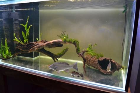 Fish Tank Without Substrate