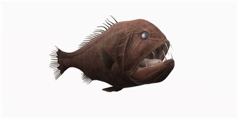 fish that start with f