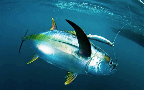 Fish tuna