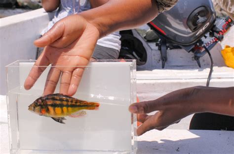 fish under clear boat