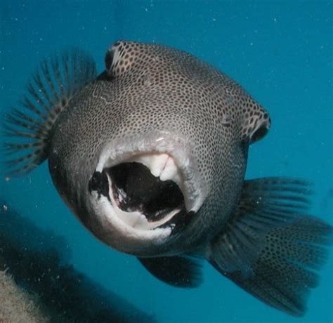 fish with big front teeth