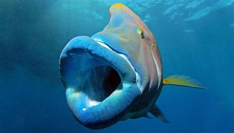 fish with extending mouth