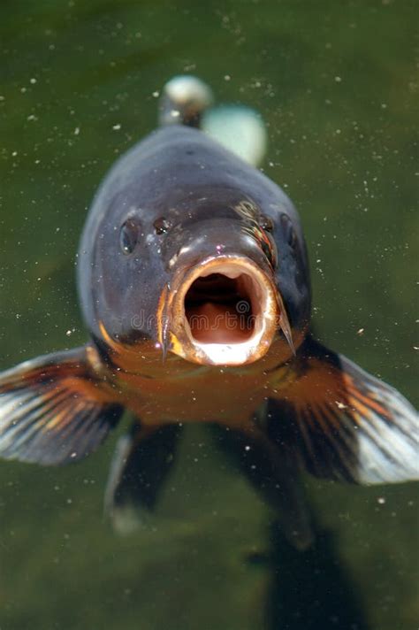 fish with mouth open