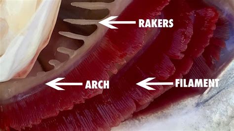 Fish With Sharp Gill Plates