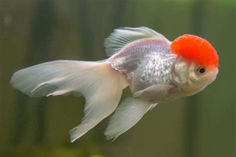 Fish With The Big Forehead